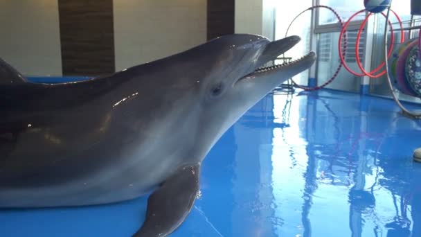 Милый дельфин лежит на полу и ждет медленного угощения в дельфинарии. — стоковое видео
