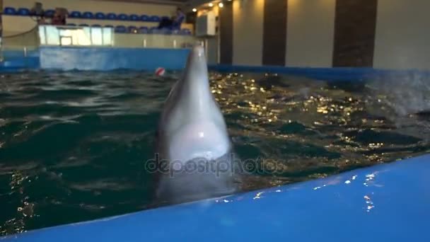 Три дельфина плавают в воде в замедленной съемке дельфинария — стоковое видео