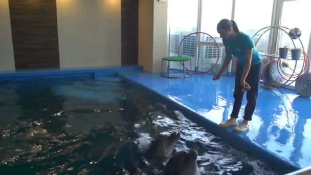 Üç yunuslar dolphinarium yavaş çekimde bir tedavi için bekliyor — Stok video