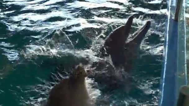 Dos lindos delfines jugando en la piscina salpicando el agua por todo el suelo — Vídeo de stock