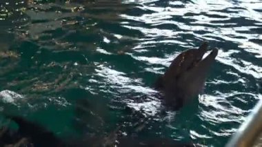Dolphinarium ağır çekim havuzda üç sevimli yunuslar