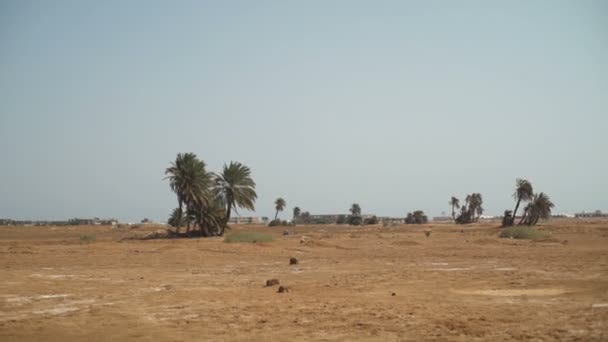 Grande campo deserto com fundo urbano câmera lenta — Vídeo de Stock