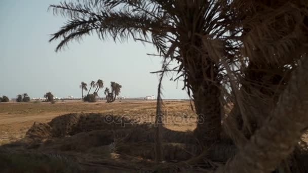Одинокие ладони на пустынном поле замедляют движение — стоковое видео