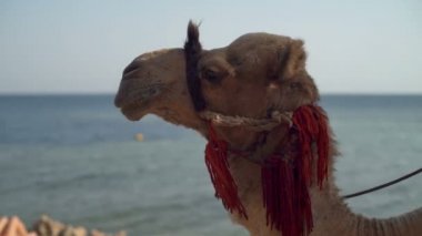 Bir deve ağır çekim kişini