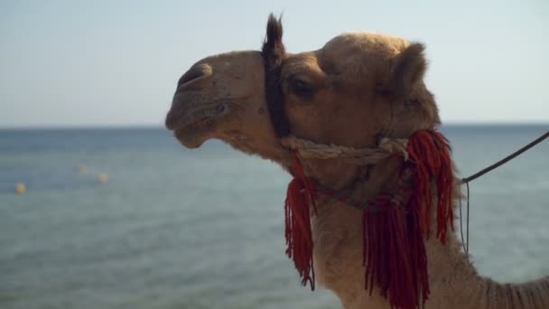 Καμήλες κεφάλι σε αργή κίνηση ένα πανέμορφο φόντο — Αρχείο Βίντεο
