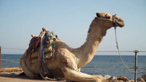 Majestuoso camello tirado en el suelo descansando en cámara lenta — Vídeo de stock