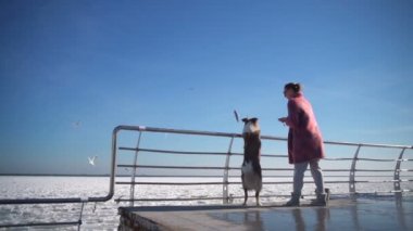 Genç çekici Donmuş denizde martılar onun köpek yavaş hareket ile beslenir.
