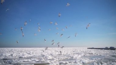 Dondurulmuş deniz ağır çekim uçan aç martılar