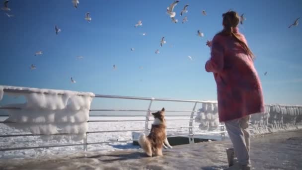 Joven atractiva alimenta gaviotas en el mar congelado con su perro cámara lenta — Vídeos de Stock