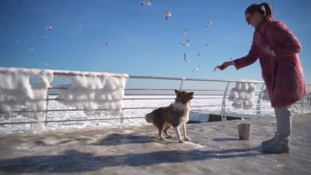 Young attractive feeds gulls at frozen sea with her dog slow motion — Stock Video