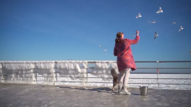 Молодая привлекательная кормит чаек в замороженном море с ее собакой замедленной съемки — стоковое видео