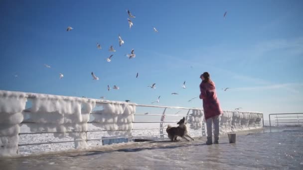 Junge attraktive füttert Möwen im zugefrorenen Meer mit ihrem Hund in Zeitlupe — Stockvideo