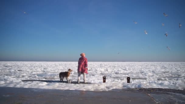 若い魅力的な彼女の犬のスローモーションで凍った海でカモメをフィードします。 — ストック動画