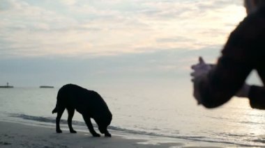 Genç erkek deniz yavaş hareket onun siyah köpek video alma