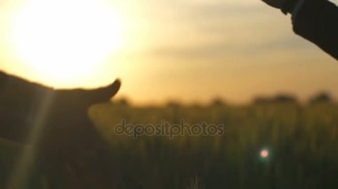 Çiftçi ve işadamı yakın yavaş hareket yukarıya onların el sallamak
