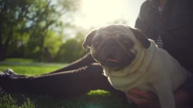 pug doğurmak portre mutlu köpek yavrusu köpek esnemek park kız yaz güneş ağır çekim