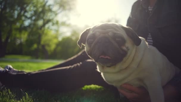 Portret gelukkig puppy hondje van het ras van de mopshond yawn park meisje zomer zon Slowmotion — Stockvideo