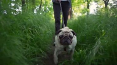 pug doğurmak portre mutlu köpek yavrusu köpek yürümek yeşil çim yaz güneş ağır çekim