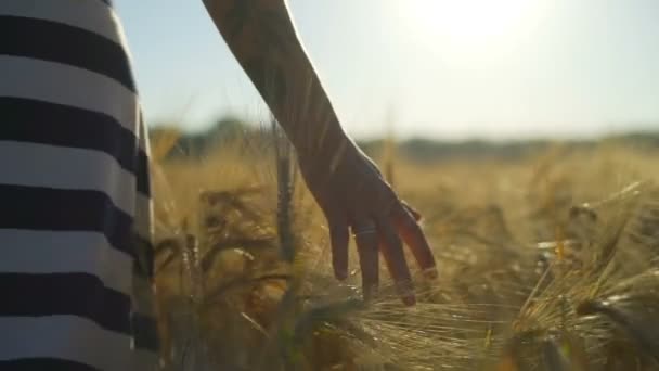 Close-up de mulheres mão correndo através de campo de trigo ensolarado movimento lento rápido — Vídeo de Stock
