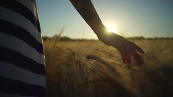 Ragazze mano toccare campo di grano primo piano abito a righe soleggiato rapido rallentatore — Video Stock