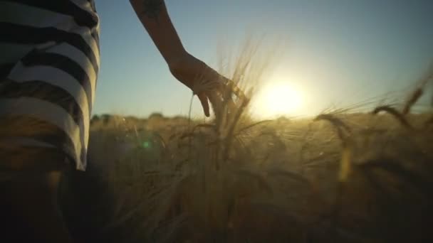 Дівчата рука торкаються пшеничного поля крупним планом смугаста сукня захід сонця швидкий повільний рух — стокове відео