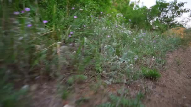 Violet en wit bloem struiken natuur sunset snelle langzame motie — Stockvideo