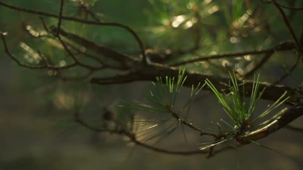 전나무 나무 자연 숲 맑은 일몰 자전거 급속 한 슬로우 모션 닫습니다 — 비디오