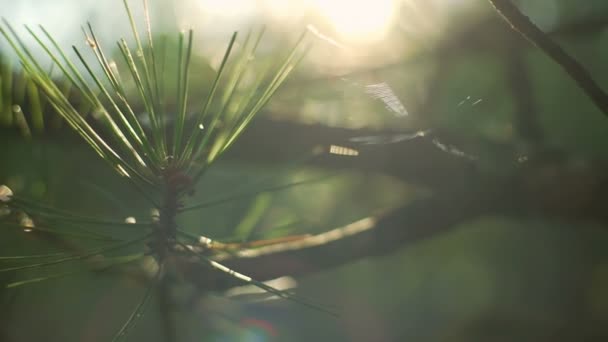 Jodła drzewo spiderweb Natura Las słoneczny zachód szybkiego zwolnionym tempie z bliska — Wideo stockowe