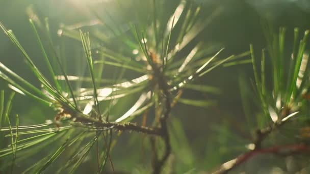 Primer plano abeto naturaleza bosque soleado puesta de sol rápida cámara lenta — Vídeos de Stock