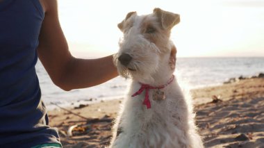 Terör köpeği sahibinin yanında oturuyor ve gün doğumunda kameraya bakıyor.