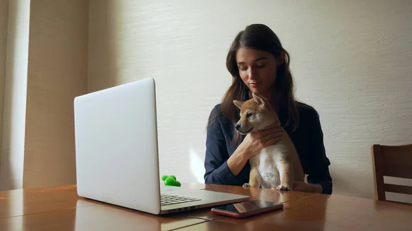 Güzel bir genç kız Shiba inu yavru köpeğini okşuyor. İnternette bir defter üzerinde çalışıyor.