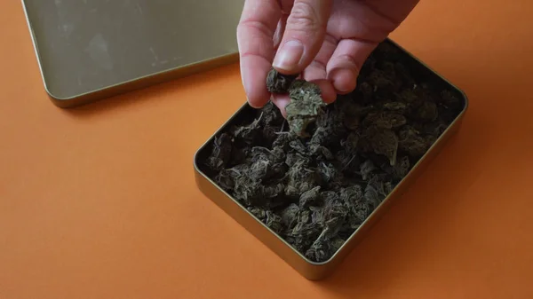 Kadın ellerini kapat ve kenevir tomurcuklarını kırmızı arka planda test et.