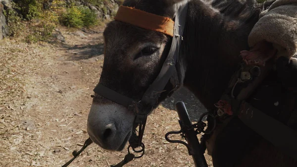 At arabasına bağlanmış eşek.