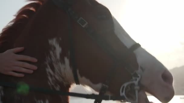 Primer plano persona montando y acariciando un caballo al atardecer costa cámara lenta — Vídeos de Stock