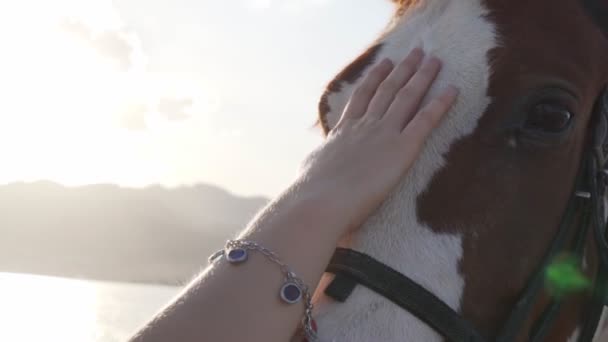 靠近马的头和女人的手抚摸着日出外的慢动作 — 图库视频影像