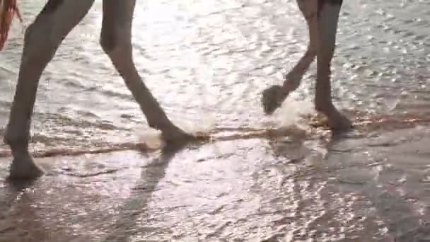 Nahaufnahme Pferdehufe, die im Wasser planschen Wassertropfen Zeitlupe — Stockvideo