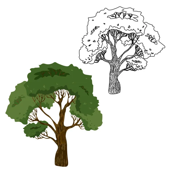 Dessin vectoriel d'un arbre à couronne et tronc . — Image vectorielle