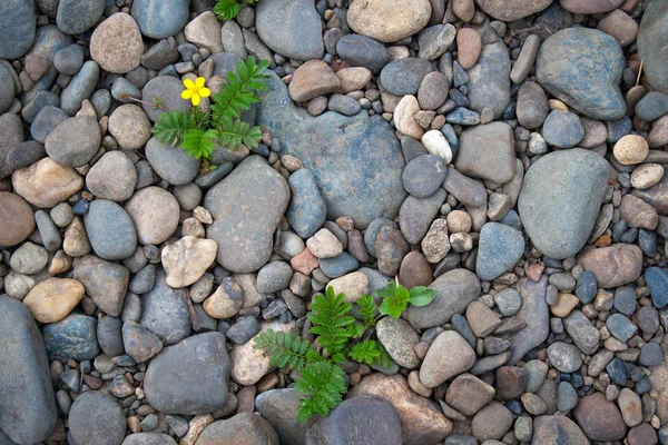 Pebble och blomma — Stockfoto