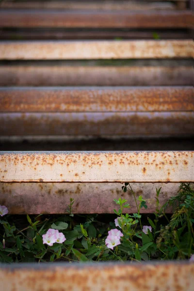 Ferro enferrujado e flores pano de fundo — Fotografia de Stock