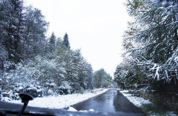 Camino de invierno y árboles cubiertos de nieve — Foto de Stock