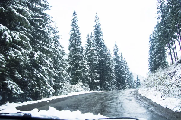 Winter road and trees covered with snow