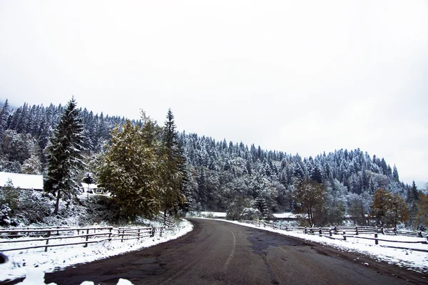 Camino de invierno y árboles cubiertos de nieve — Foto de Stock