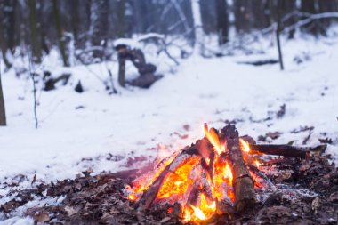 Burns karda ormanda, karla kaplı ağaçlar bir arka plan üzerinde ateş
