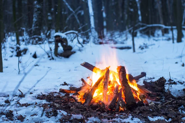 Burns karda ormanda, karla kaplı ağaçlar bir arka plan üzerinde ateş