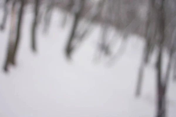 模糊的背景森林雪冬 — 图库照片