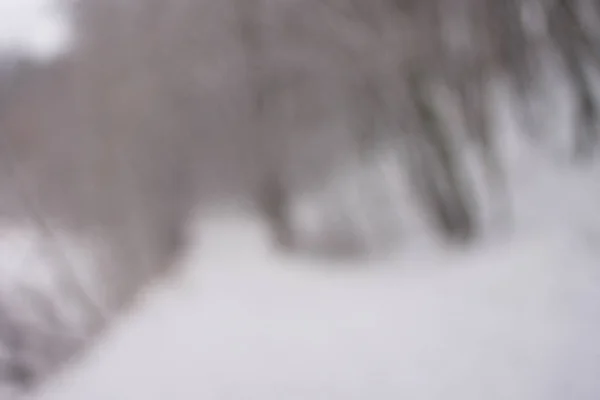 背景をぼかした写真森雪冬 — ストック写真