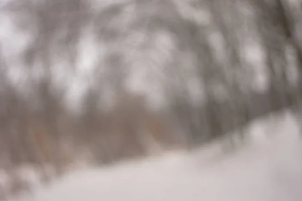 Fond flou forêt neige hiver — Photo