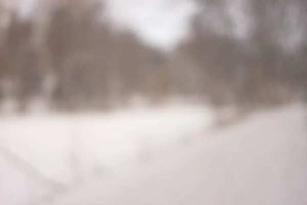 背景をぼかした写真森雪冬 — ストック写真