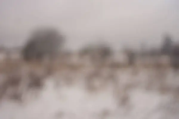 背景をぼかした写真森雪冬 — ストック写真