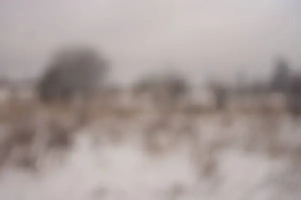 Fond flou forêt neige hiver — Photo